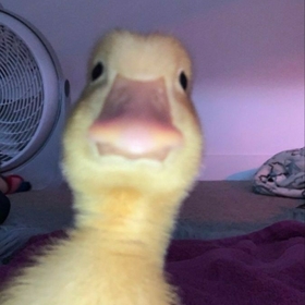 zeynoxwq