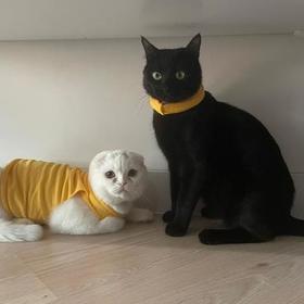 AllietheCat2002