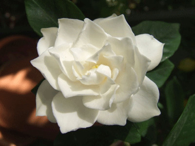 jandi34