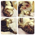 Defnecat