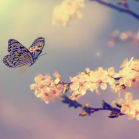 WhyButterflyy