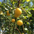 Geceye