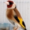 Kubrashn744