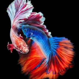 Rumbleefish