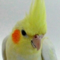 _Emre