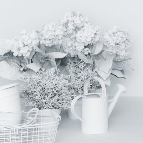 BeyazSirke