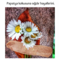 Papatyakizzz