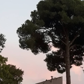 sabırçiçeği