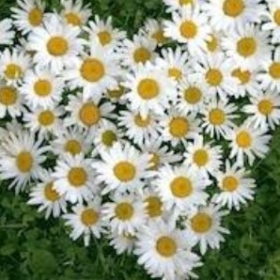 sayınhanımefendi