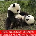 Afirliy