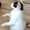 Zorba_06