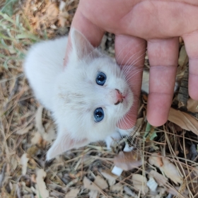 hayatasmile