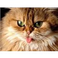 Nankör-kedi