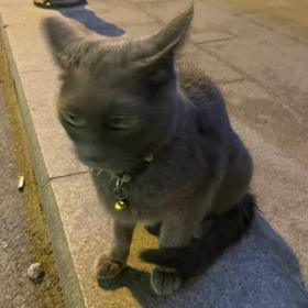 hsnygt