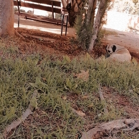 Veranil