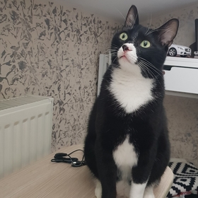 handsome1cat