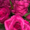 Anonym31