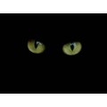 blackcat