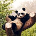 Kropanda