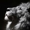 leon01