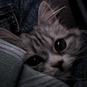 meowsoohee