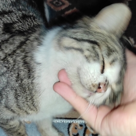 KediDoktoru