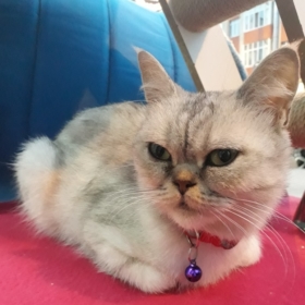 siyahicindeki_beyaz0