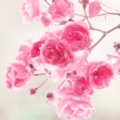 Beautifuldreams