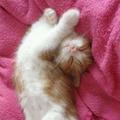 kittenlove