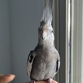 Asdgr