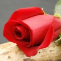 Ayse_hanim