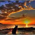 romanticat