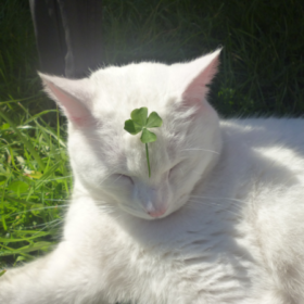 catmocha