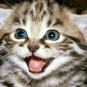 korkusuz_kedi
