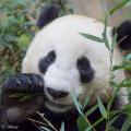 haşinpanda