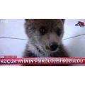 Psikolojisibozukayı