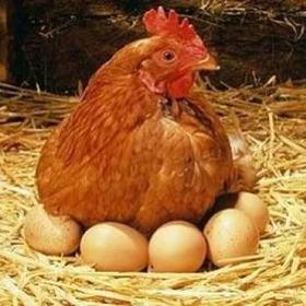 tavuk_vicdanlı