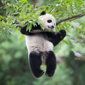 pandasoruyor