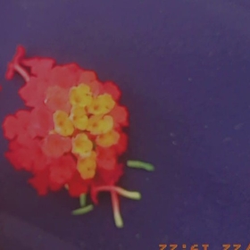 zehir_249