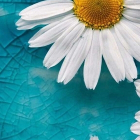 elydaisy