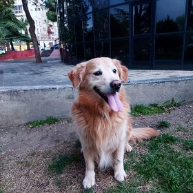 Golden_paşa