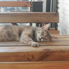 yildizguler