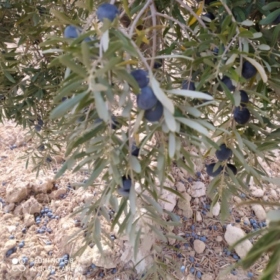 Alfonso_2702
