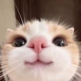 Snnglldiyebiri