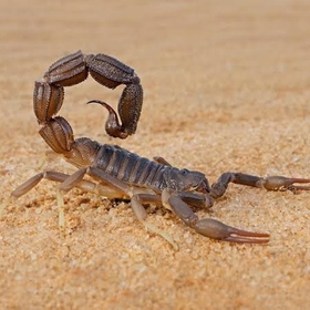 scorpions666