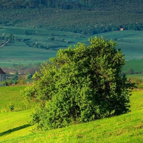 06Angara_lı