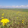 gezrakide