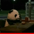NutellalıPanda