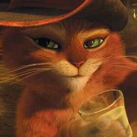 Stupidcat