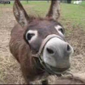 user_25803